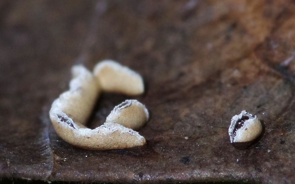 Physarum hongkongense